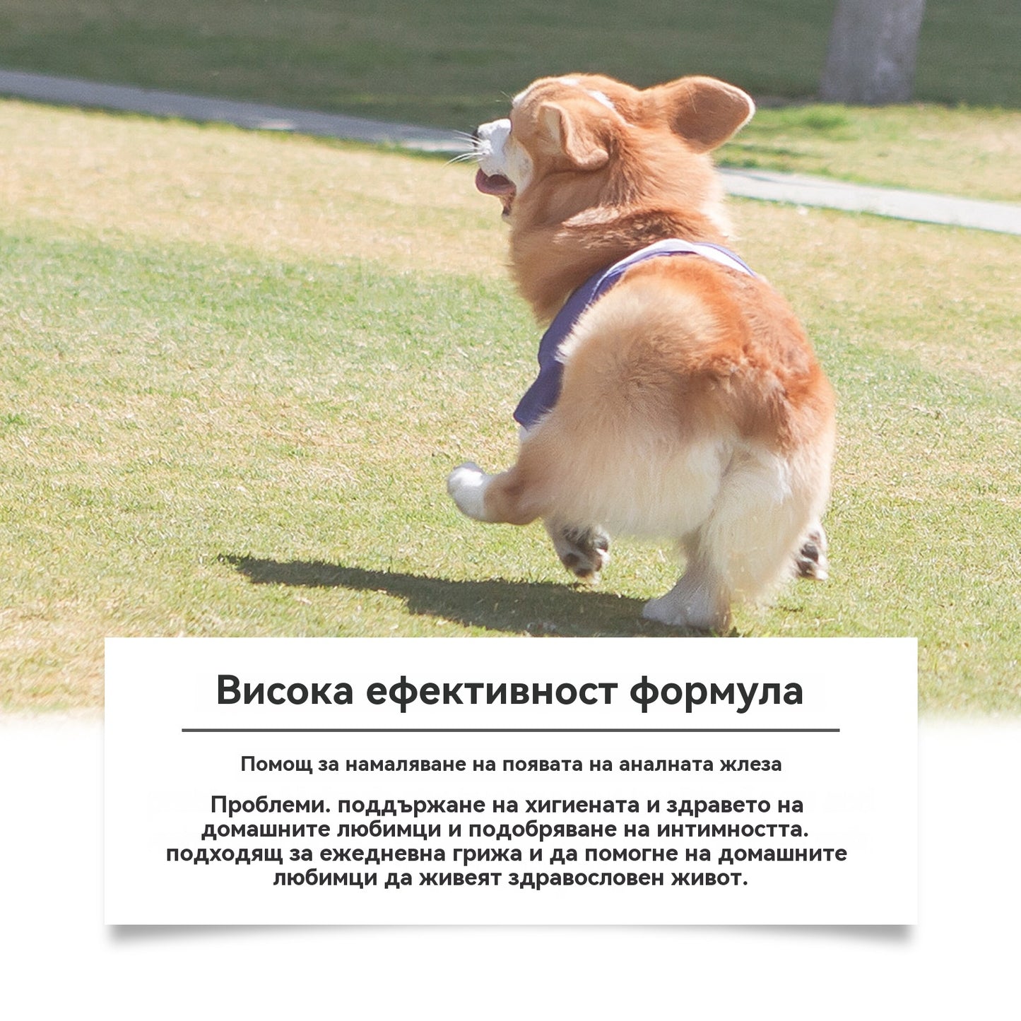 🐶【Купете 1, вземете 1 безплатно】Спрей за анални жлези за кучета: Нежна формула, грижи се за аналните жлези и изпражненията, с приятен аромат. Спрей за грижа след изхождане.