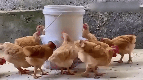 🔥🐔Хранилка за пилета и патици👉Гравитационна хранилка за домашни птици
