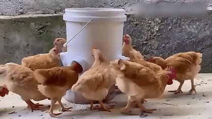 🔥🐔Хранилка за пилета и патици👉Гравитационна хранилка за домашни птици
